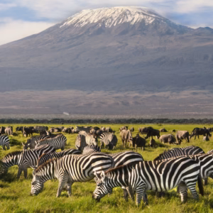 Amboseli & Northern Tanzania Tour