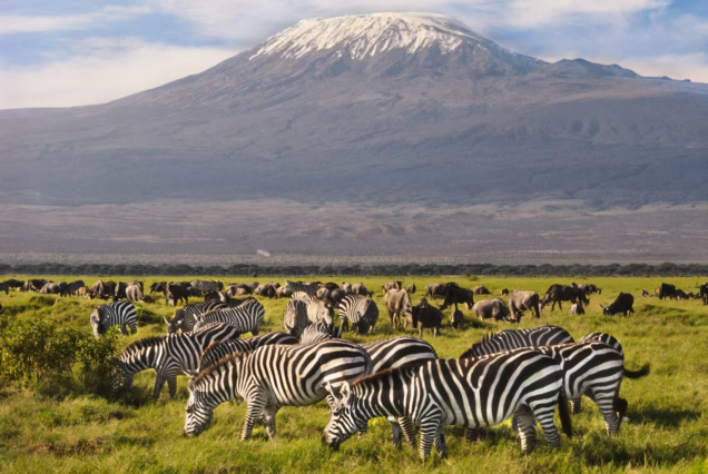 Amboseli & Northern Tanzania Tour
