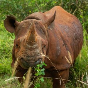 6 Night Tanzania Wildlife Safari