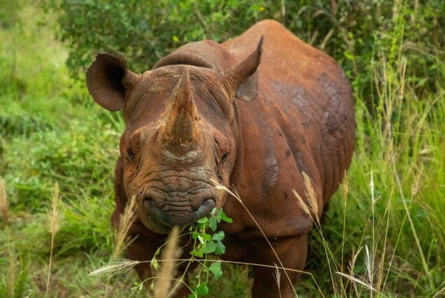 6 Night Tanzania Wildlife Safari