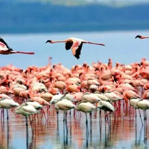 Lake Manyara Day Trip