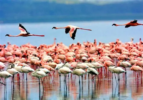Lake Manyara Day Trip