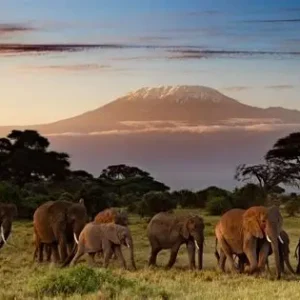 Kilimanjaro National Park Day Trip