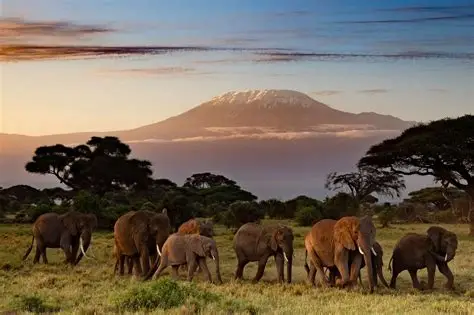Kilimanjaro National Park Day Trip