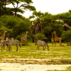 Tarangire  Day Trip