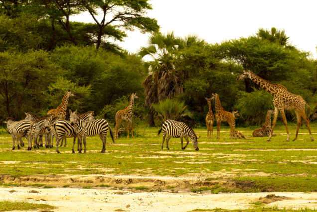 Tarangire  Day Trip