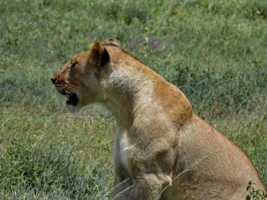 Tanzania Safari Cost
