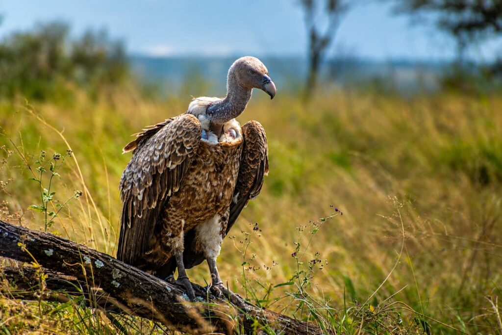 Tanzania tour operator