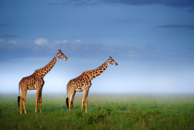 5 Days Zanzibar to Wildebeest Migration