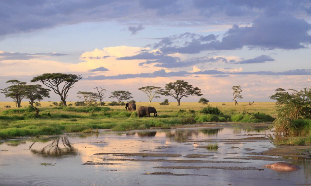 Africa to Tanzania Safari