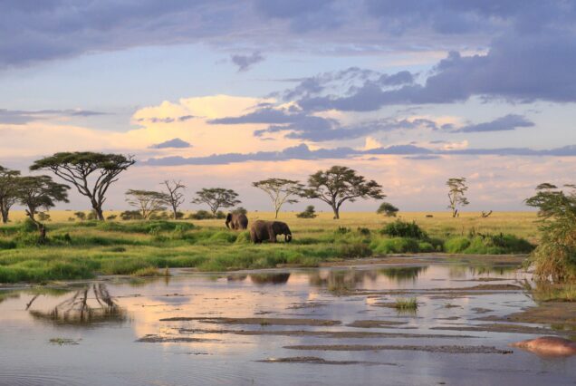 Africa to Tanzania Safari