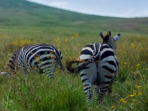 Tanzania Safari Guide 2026-2027
