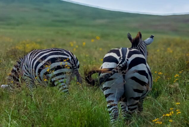 Tanzania Safari Guide 2026-2027