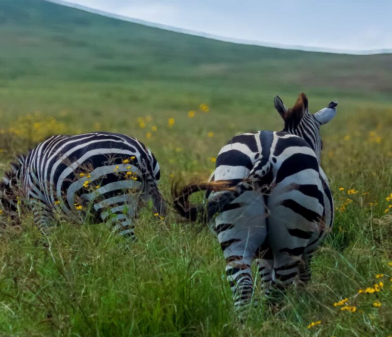 Tanzania Safari Guide 2026-2027