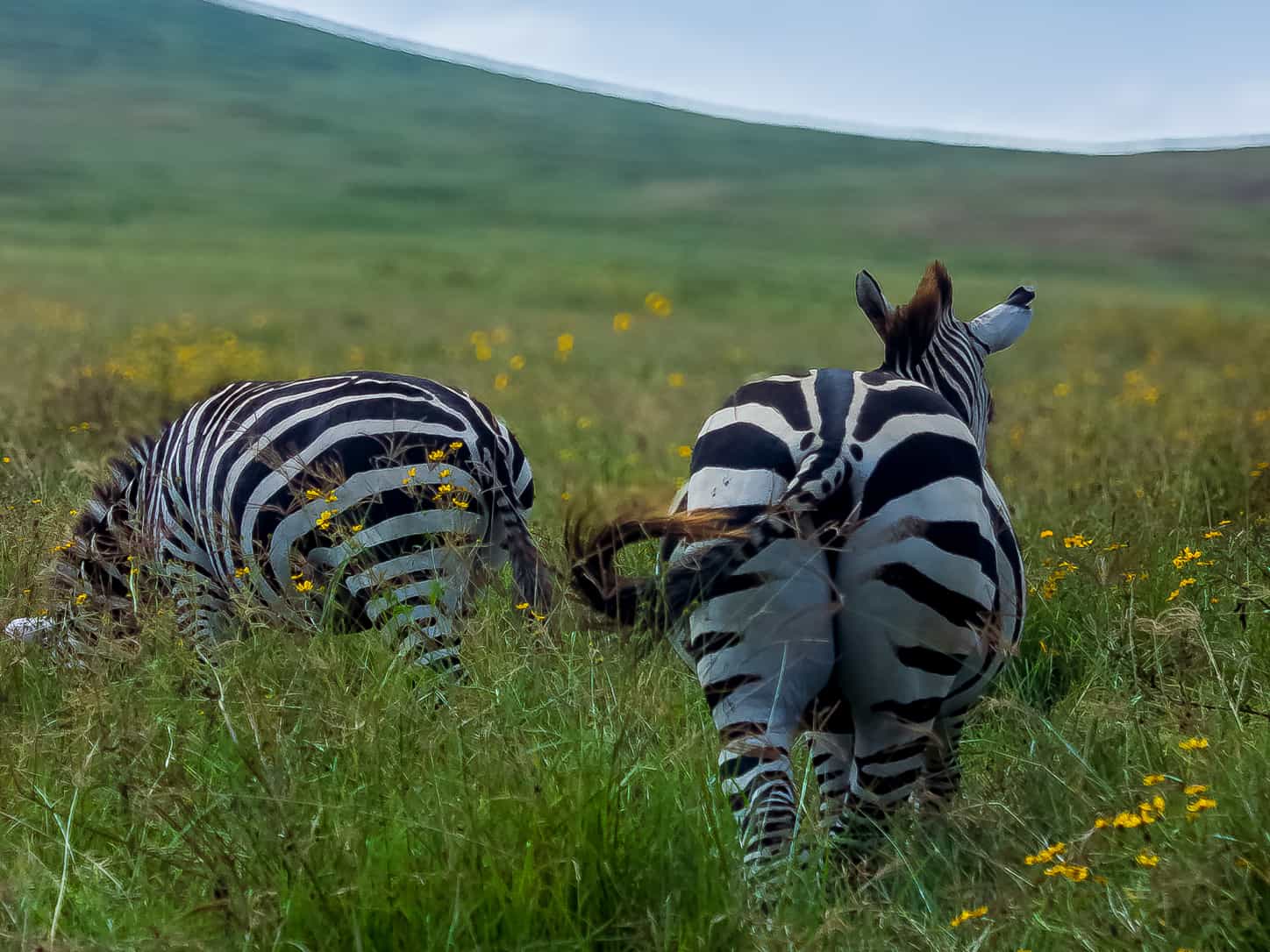 Tanzania Safari Guide 2026-2027