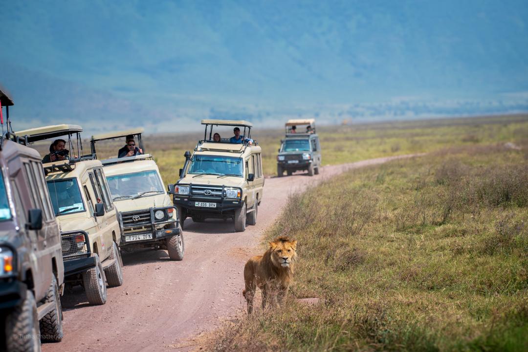 Tanzania Safari