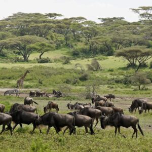 Ndutu Safari