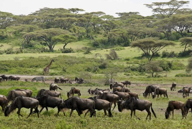 Ndutu Safari