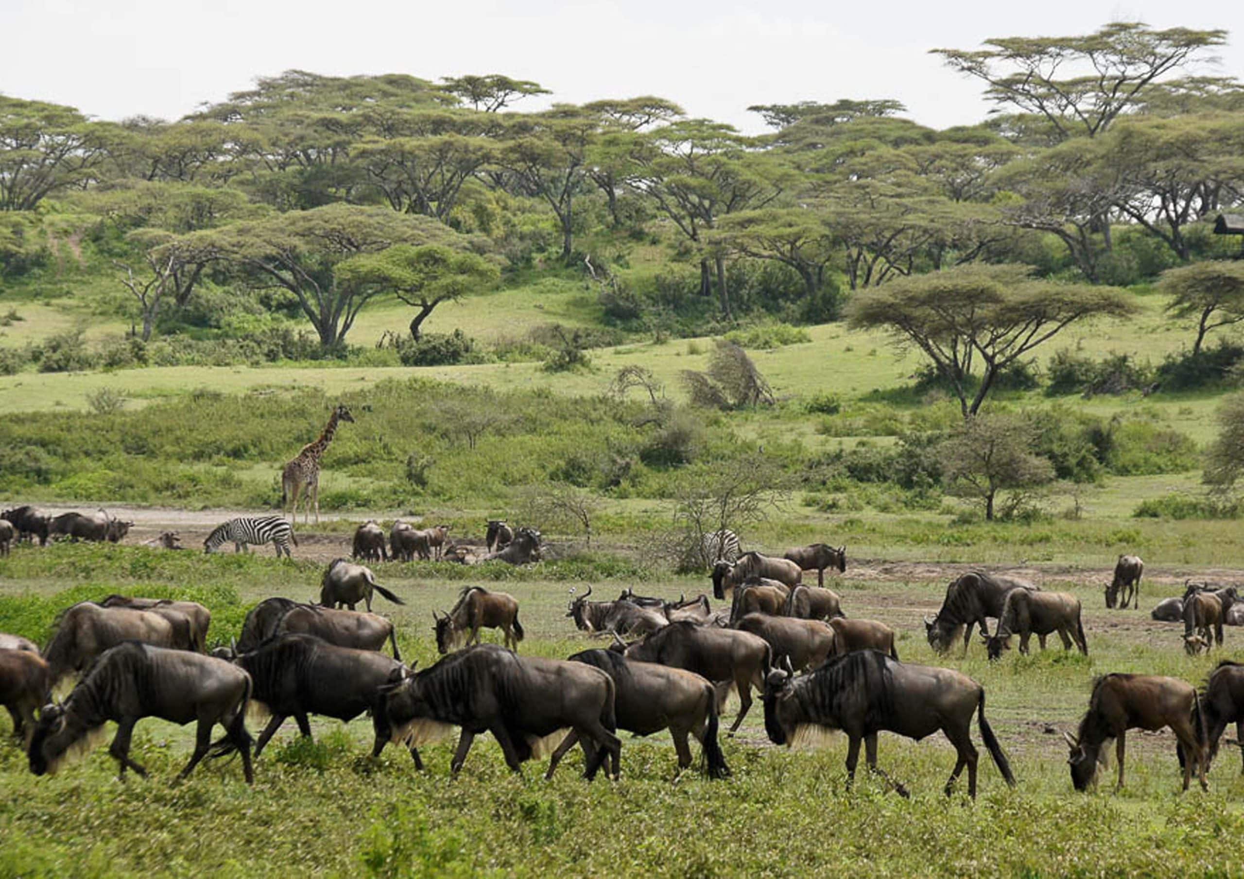 Kilimanjaro