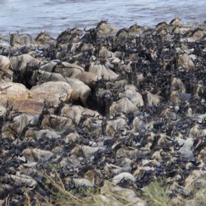 7 Days Ndutu Calving Season