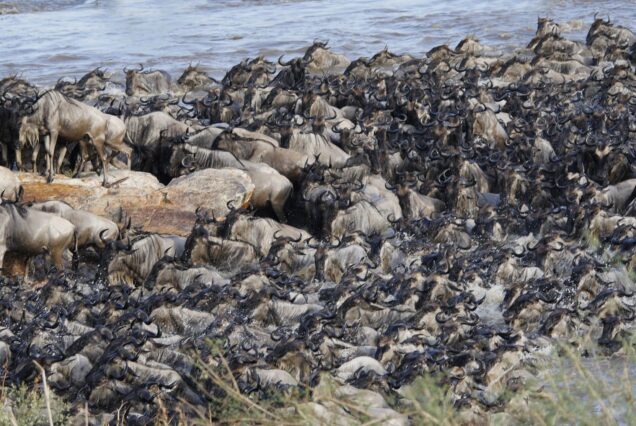 7 Days Ndutu Calving Season