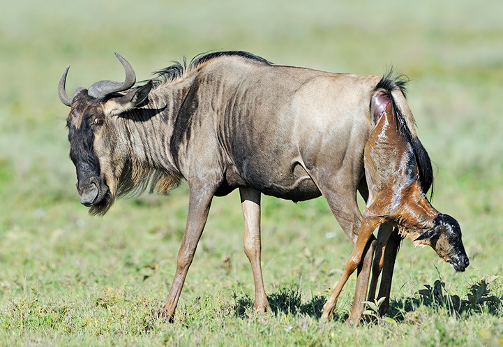 Ngorongoro