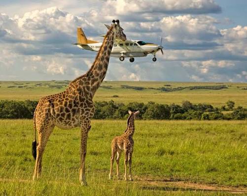 Ngorongoro
