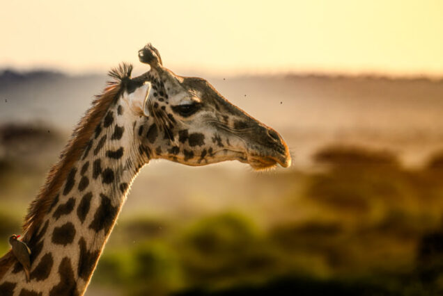 9-Day Get to Know Tanzania
