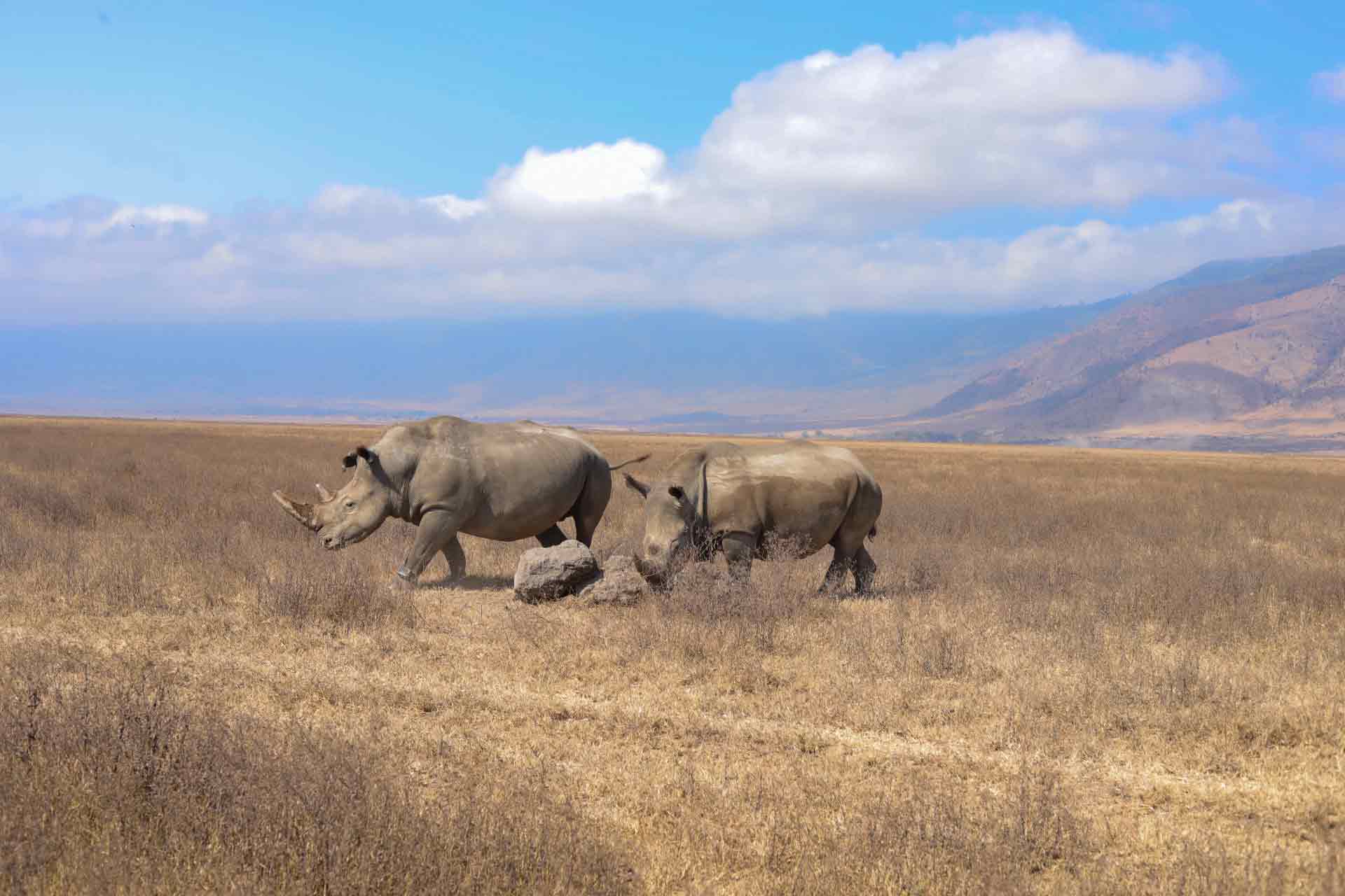 Tanzania safari guests