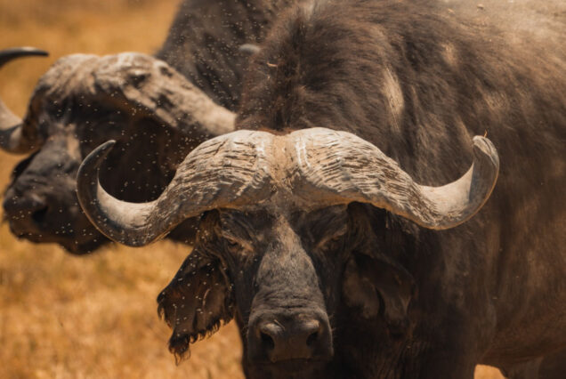 6-Day Tanzania Beyond Experience