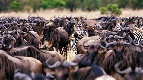 8-Day Great Migration