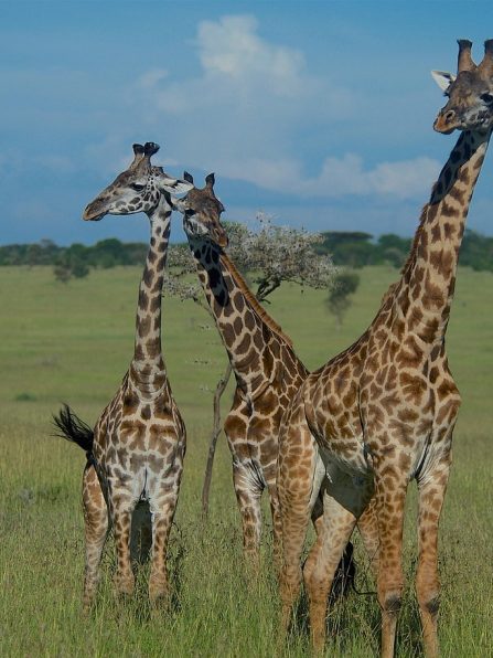 giraffes-6315586_1280