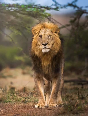 pexels-bharath-kumar-venkatesh-1417371218-29911918