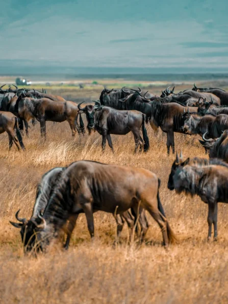 pexels-droneafrica-15373902